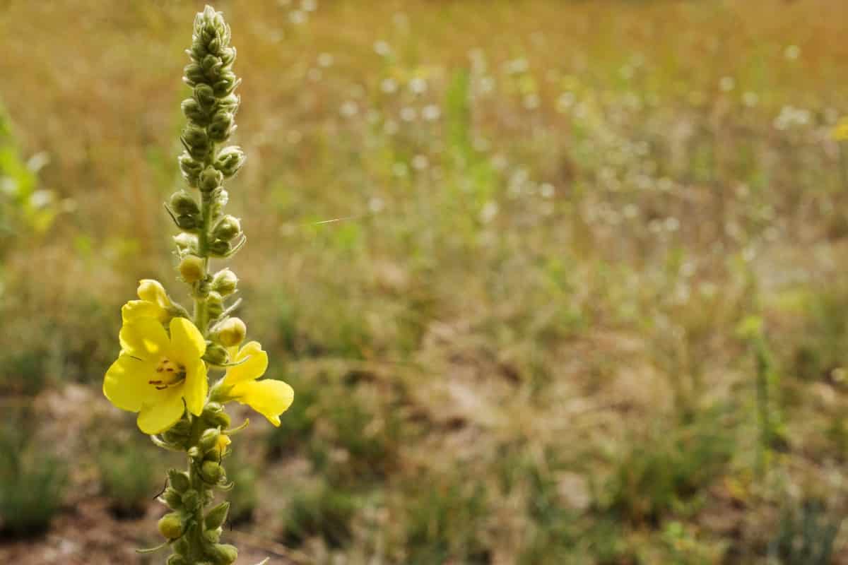 Slaapkruid Mullein