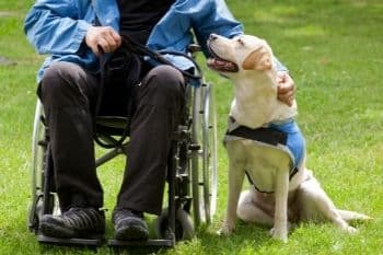 honden zijn heel behulpzaam en goed voor mensen met een beperking